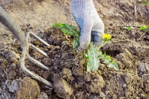 Entreprise pour désherbage de jardin à Sainte-Marie 974