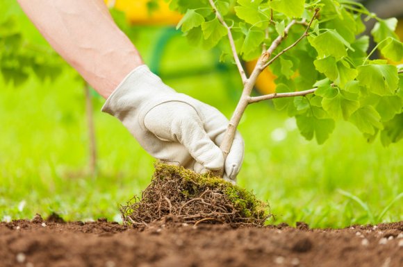 Entretien de jardin par aide à domicile à Sainte-Marie 974