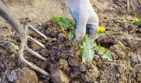 Entreprise pour désherbage de jardin à Sainte-Marie 974