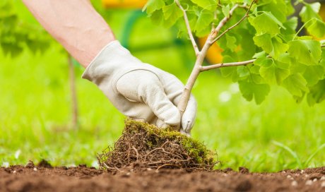 Entretien de jardin par aide à domicile à Sainte-Marie 974